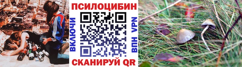 закладка  Дивногорск  Галлюциногенные грибы Cubensis 